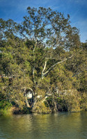 Big Old Tree