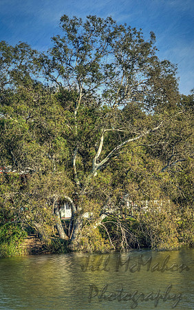 Big Old Tree