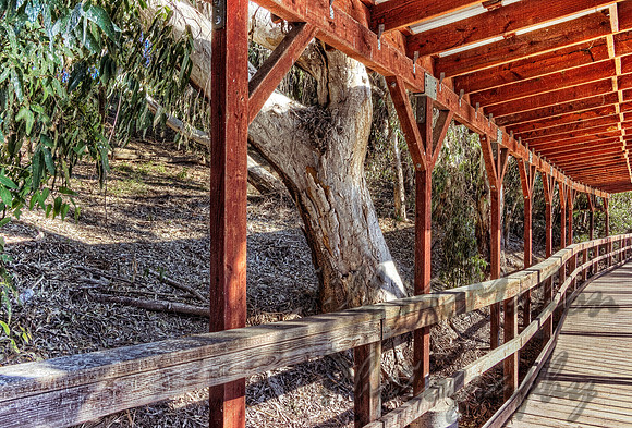 Built Around The Tree