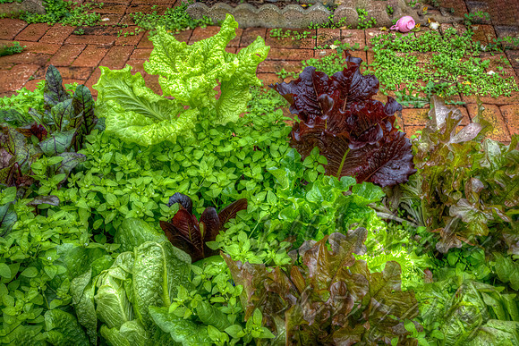 Garden Variety