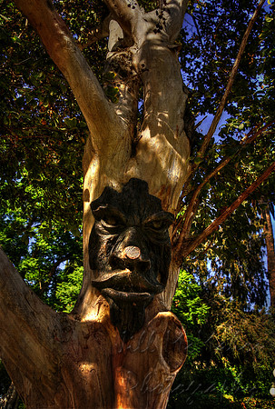 Face in the Tree