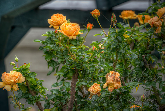 Winter Roses