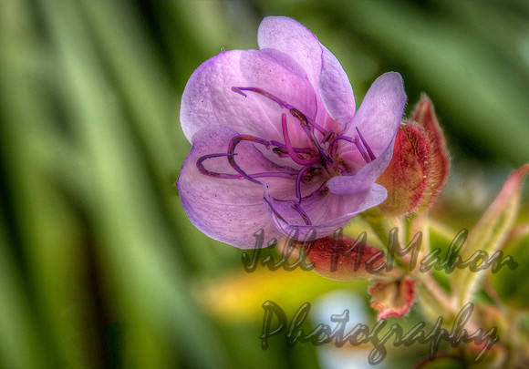 Delicate