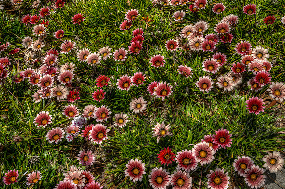 Gazanias