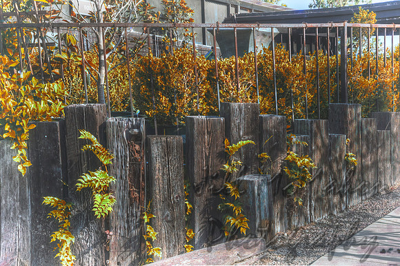 Autumn Fence