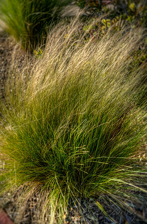 Fluffy Grass