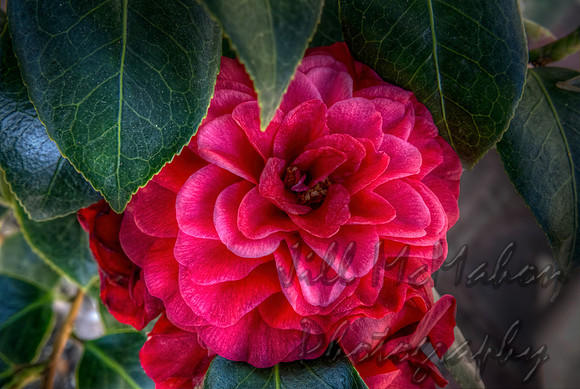 Camellia