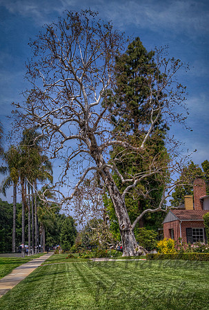 A Very Tall Tree