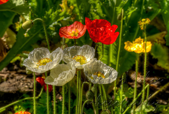 Poppies