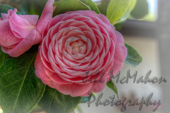 Pink Camellia