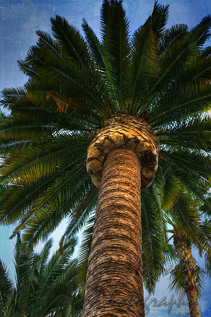 Well-trimmed palm