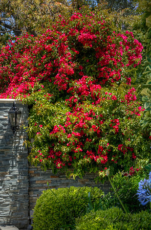 Bougainvillea