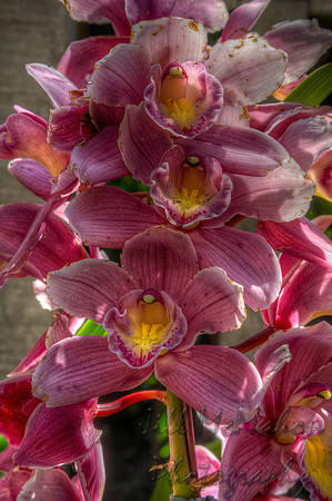 Pink Orchids