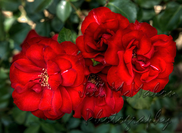 Red Roses