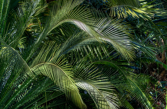 Fronds