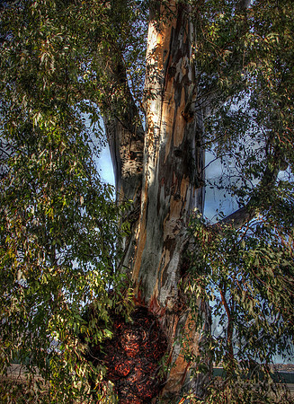 eucalyptus 3