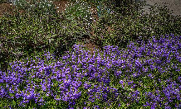 Tiny Purple Flowers