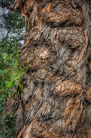 Bark4
