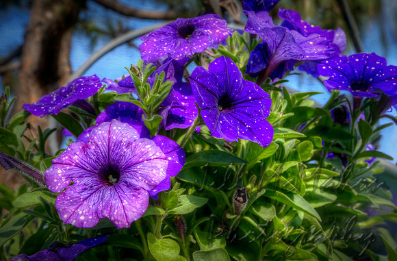 Speckled Petunias