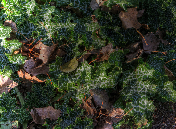 weird leaves