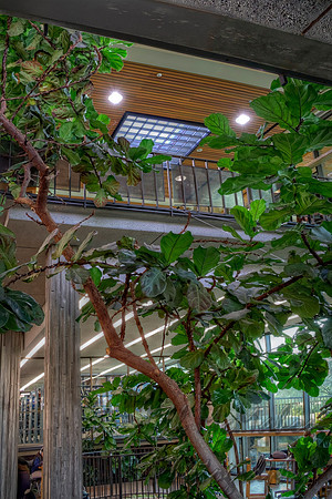 Indoor Tree