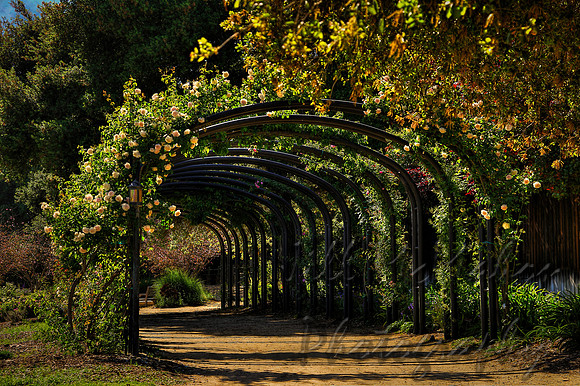 Arbor Growing In
