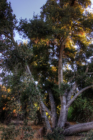 tree bottoms 1