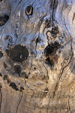 tree trunk 2 stevenson ranh