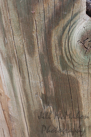 bark2