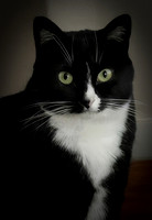 Happy 6th Birthday, Catsy!