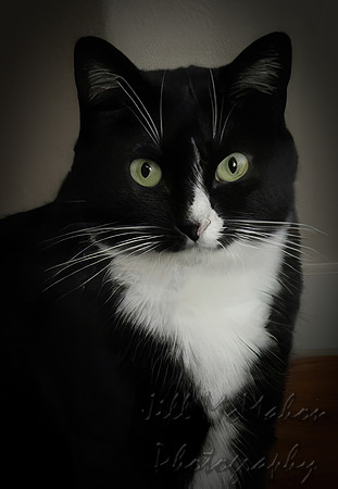 Happy 6th Birthday, Catsy!
