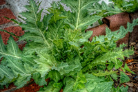 Big Spiky Weed