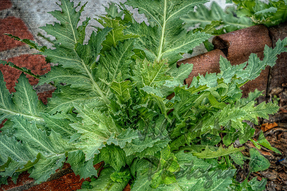 Big Spiky Weed