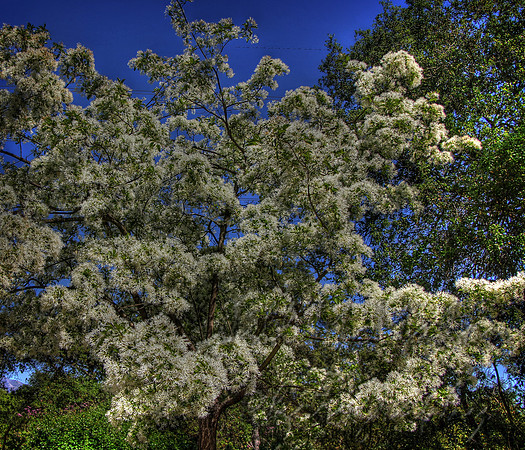 fluffy white tree long