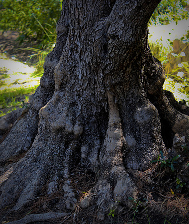 tree roots 1