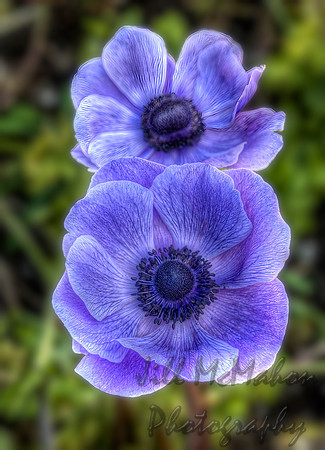 Blue Poppy