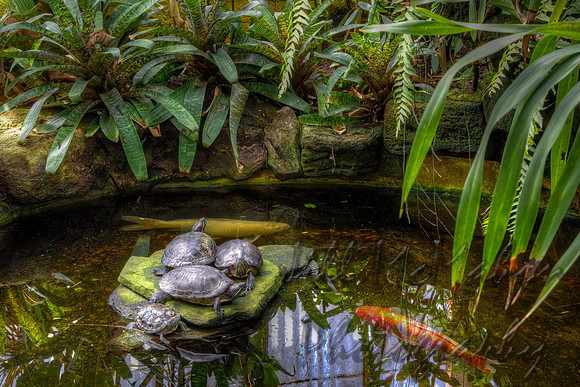 Turtle & Koi Pond