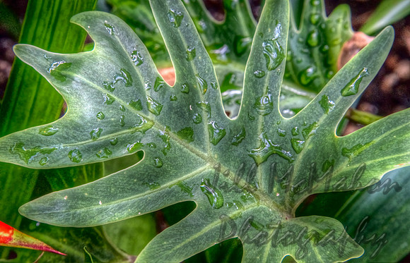 Drops