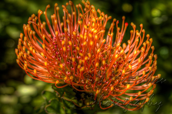 Spiky