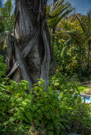 At The Base Of The Palm