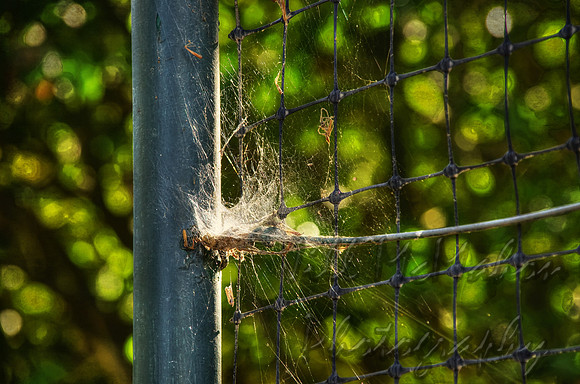 Cobweb