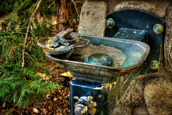 Frog Fountain