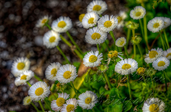 Little Daisies