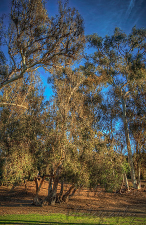 Very Tall Trees