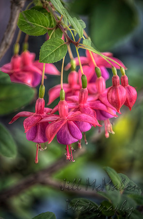 Fuchsia