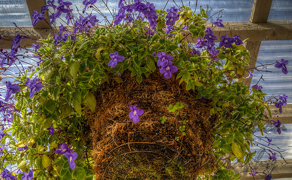 Hanging Purple Flowers