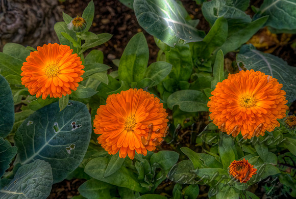 Orange Quartet