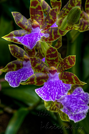 Zygopetalum Orchids