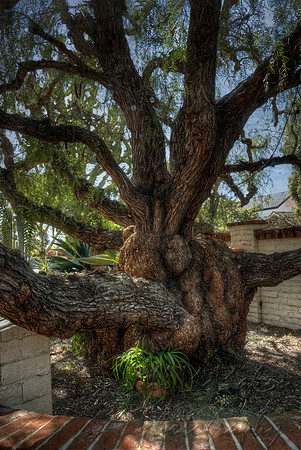 A Very Old Tree