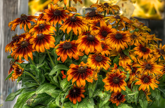Black-Eyed Susans